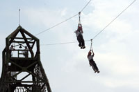 Flying Fox